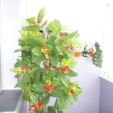 Apartment Thyme House